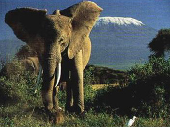 Buy Elephant in front of the Kilimanjaro