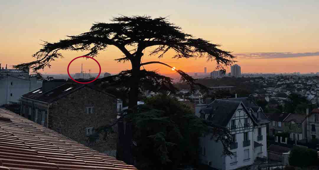 Imperial Cedar and Eiffel Tower