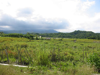 East Timor Countryside