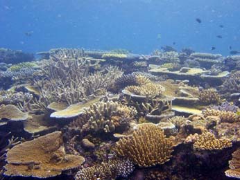 Fiji Underwater Corals