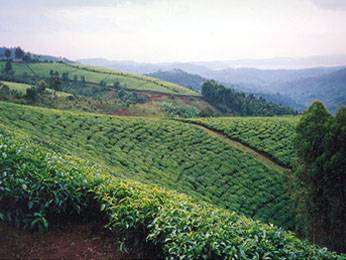 Tea Plantation in Rwanda