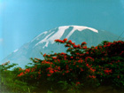 Kilimanjaro, highest mountain of Africa